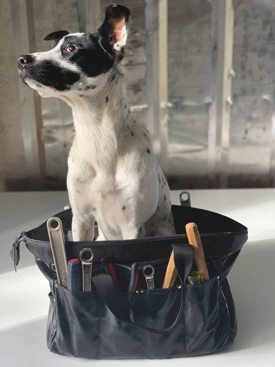 Custom sewer Randi Whipple uses her dog to illustrate the size and durability of her hand-sewn tool bags.